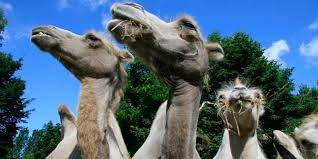 In the camel cup there are 15 camels. Camel Riding At Kamelhof Nassenheide Fun Activities Top10berlin
