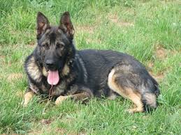 We do not microchip our pups as they have been known to travel and can cause issues., description: Wyndova Colorado
