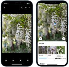 Maybe you would like to learn more about one of these? Google Photos Hidden Technique Identify Flowers Plants Cats And Dogs Scenery And Food In 1 Second Iphone Wired