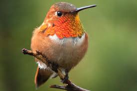 The life cycle of rufous chicks. Bc Breeding Bird Atlas