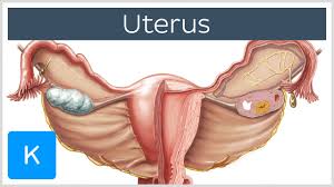 Uterus Gebarmutter Anatomie Aufbau Lage Funktion Kenhub