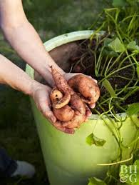 This japanese sweet potato has a dry, white flesh that's rich in fiber and vitamin c. Can You Eat Ornamental Sweet Potato Vines Here S What You Need To Know Growing Sweet Potatoes Ornamental Sweet Potato Vine Sweet Potato Slips