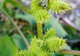 Image result for Xanthium