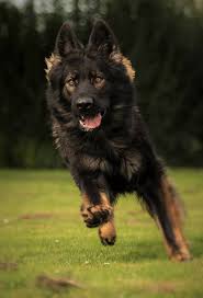 German Shepherd I Love When They Have The Darker Face Markings German Shepherd Puppies German Shepherd Black German Shepherd