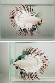 A List Of All The Types Of Betta Fish And The Unique Characteristics Of Each Fish Type Typebettafish Betta Fish Tank Betta Betta Fish