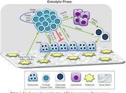 Role of prostatic acid phosphatase. Pdf Mechanisms Of Osteoblastic Bone Metastasis In Prostate Cancer Role Of Prostatic Acid Phosphatase Semantic Scholar