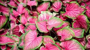 Tanaman hias daun guru sains 31 lengkapdan keterangannya 3 jenis terpopuler 9 paling populer outdoor indoor dan kol banda di lapak rosflorist bonsai tanaman hias pohon kemuning jepang berkarakter. Caladium Tanaman Hias Keladi Yang Sedang Naik Daun
