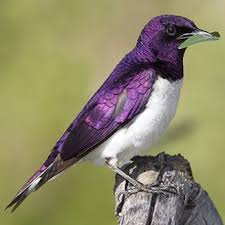 Beautiful Purple Colored Birds Purple Bird Purple Birds Purple Colored Birds Beatiful Birds Animal With Purple Pretty Birds Beautiful Birds Bird Pictures