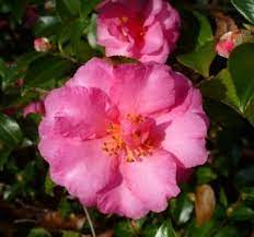 Pin On Camellia