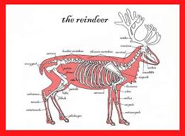 The Reindeer Skeleton Greetings Card Alternative Unique Etsy In 2021 Reindeer Xmas Cards Leaf Identification Chart