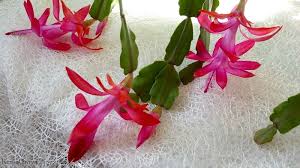 Christmas cactus will respond to overexposure to light by turning red. How To Care For A Christmas Cactus Plant Aka Schlumbergera Or Zygocactus Reuse Grow Enjoy