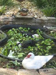 Duck Pond Raising Backyard Chickens Duck Pond Chickens Backyard