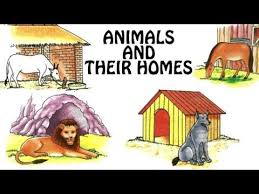 Habitat Of Animals Animals Video For Kid Kindergarten Learning Videos Playlist Youtube Animals And Their Homes Wild Animals Pictures Wild Animal Park