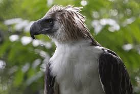 Kalong aru (pteropus aruensis) kelelawar paling langka; Burung Elang Paling Langka Akan Mendarat Di Singapura Republika Online
