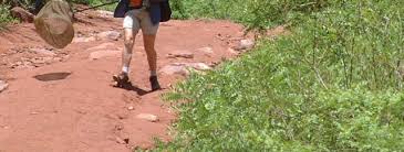 Image result for Emilia pseudactis