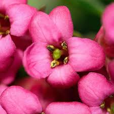 Maybe you would like to learn more about one of these? Escallonia Donard Seedling Pink Escallonia Hedges Direct