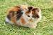 Tortoiseshell Calico