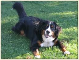 They are widely known for their loyalty and the high amount of energy they have. Bernese Mountain Dog Bernese Mountain Dog Mountain Dogs Bernese Puppy
