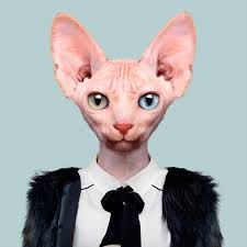 Standard sphynx kitten prices start out at $2800 we provide shots deworming, vet health check, 30 day free kitten insurance upon your request. Zoo Portrait Cora The Sphynx Cat The Zoo Portraits Gallery