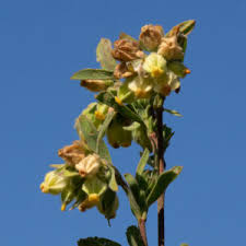 Image result for Hermannia