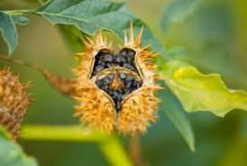 Image result for durman obecný plod