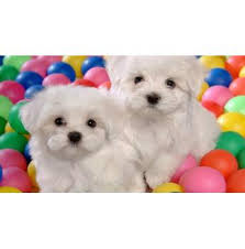If you are buying from reputable breeders, such as those from the american kennel club, you should be looking in the region of $600 to $2500. Happydogs Bichon Frise Breeder Cobar Park Nsw