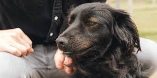 2,349 people have already reviewed petsathome. New Dog Checklist 2021 Supplies For Adopting A Dog Reviews By Wirecutter