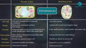 Plant cells have a much larger central vacuole than animal cells, and have a cell wall in addition to the cell membrane. Plant Cell Vs Animal Cell Youtube
