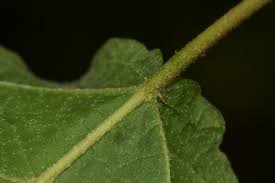 Image result for Croton madandensis