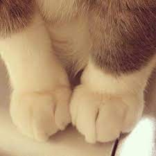 this has made me too happy imgur kedi kediler ve yavrulari sevimli kediler