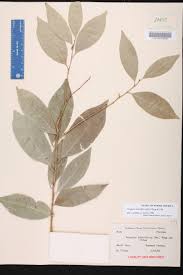 Image result for Drypetes gerrardii