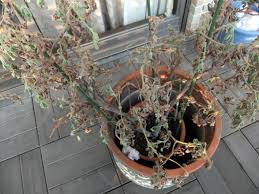 日々の雑学 ローズ ゼラニウム枯れる