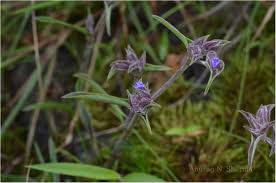 Image result for Cyanotis arachnoidea
