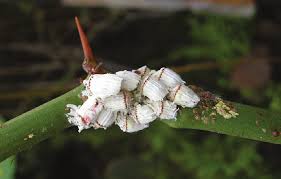 Image result for Phyllanthus parvulus