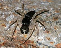 Black And Yellow Centipede North Carolina Dimorphic Jumping Spider Maevia Inclemens Black Form Jumping Spider Spider Funnel Web Spider