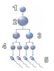 Essay about qualities of a good student essay sample why this college. Soal Essay Pembelahan Sel Pigura