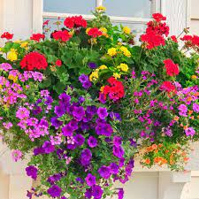 Maybe you would like to learn more about one of these? 10 Sun Loving Flowers For The Ultimate Window Box Recipe Plaids And Poppies