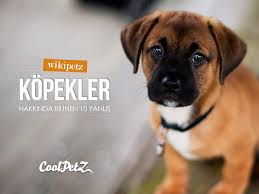 Kopekler Hasta Olduklarinda Ot Yerler Islak Burun Kopegin Saglikli Oldugunu Gosterir Kopege Sarimsak Vermek Pireleri Uzak Tutar Evcil Dostunuz Dogs Animals