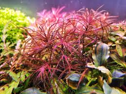 Image result for Najas graminea