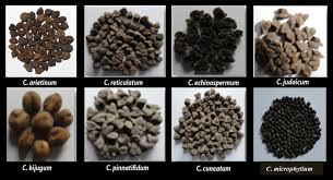 Image result for Cicer