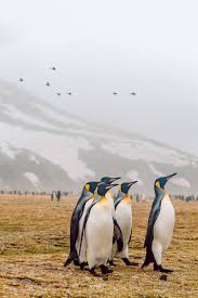 12.01.2018 · cute penguin love quotes. 5 Penguins You Ll Find In The Falklands The Penguin Capital Of The World