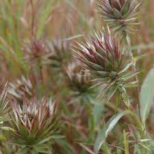 Image result for Macledium zeyheri