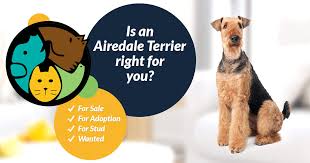Airedale puppies for sale uk. Airedale Terrier Dogs And Puppies For Sale In The Uk