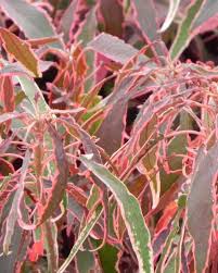 Image result for Acalypha ambigua