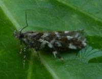 Image result for Ericinella