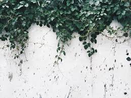 Jul 29, 2021 · see more ideas about green aesthetic, dark green aesthetic, green photo. Wallpaper Aesthetic White And Green Novocom Top