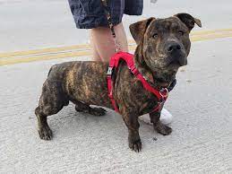 Pit bull là một giống chó nhà có nguồn gốc từ châu mỹ, được nuôi ở anh và nuôi để làm vật giữ nhà và cũng được sử dụng trong những cuộc chọi chó. Má»™t Sá»' Giá»'ng Cho Pitbull Lai Tren Tháº¿ Giá»›i Ä'á»‹a Chá»‰ Mua Cho Pitbull Lai