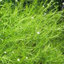 Image result for Sagina