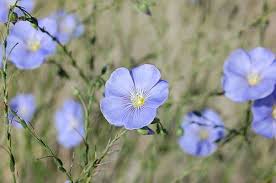 Image result for Linum