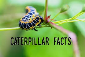 Corn is their favorite target. Caterpillar Facts Questions And Answers About Caterpillars Owlcation